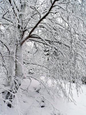 Dressed in white