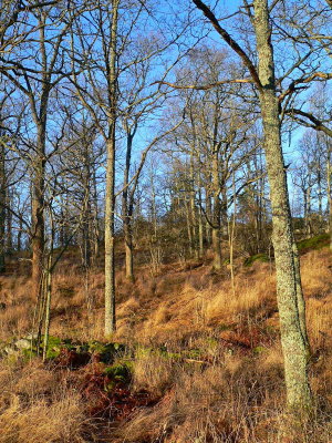 Sunny day in the forest