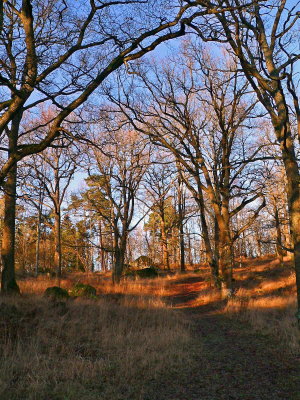 Path into the oak forest
