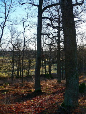 The same hill, the same oaks