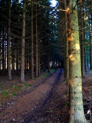 Road in the spruce forest