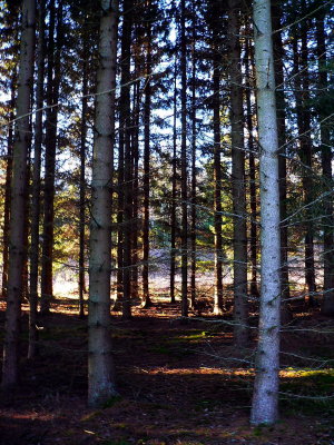 The spruce forest