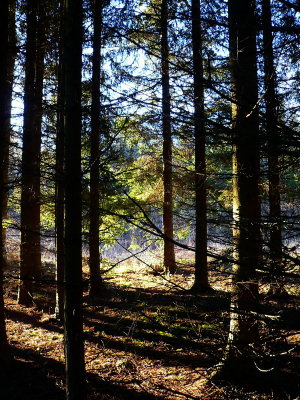 Sun in the spruce forest