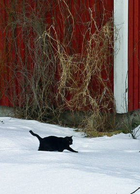 Struggling in the snow