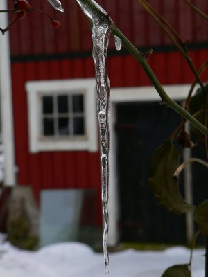 A rambler rose decorated by winter