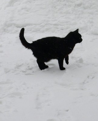 My cat exploring the snowy world