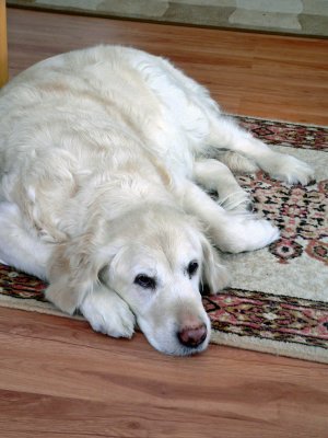 Resting on her rug