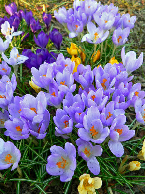 Crocus and other spring bulbs
