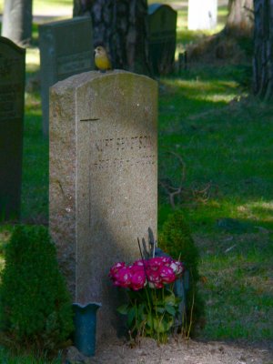 Bird on a stone