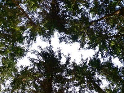 Spruce roof