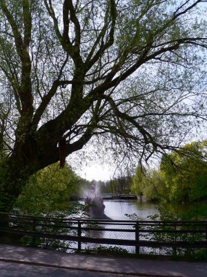 Bellmanpilen, an old willowtree