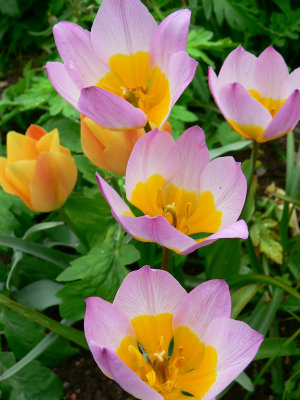 Botanical tulips