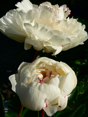 Festiva Maxima