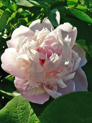 Peony