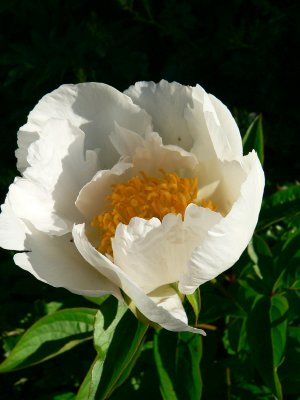 Crinkled White