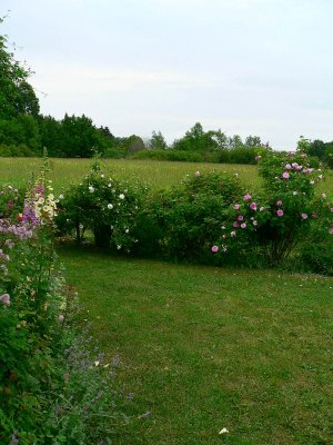 Part of my garden