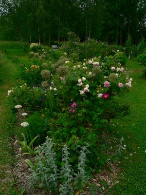 Part of my garden