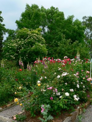 Part of my garden