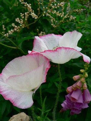 g6/83/628283/3/80999109.l0PvdGmQ.jpg