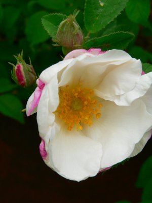 White roses 2007