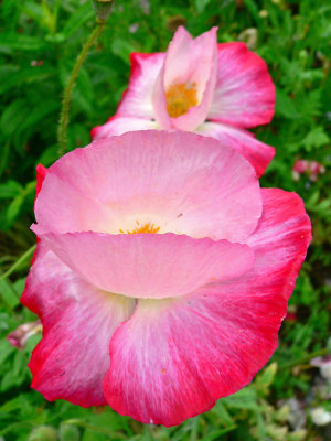 g6/83/628283/3/81352631.nX44oL8k.jpg