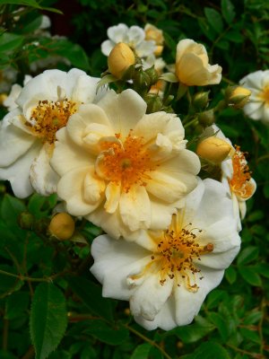 Rosa helenae Hybrida