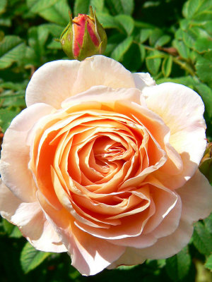 Abraham Darby