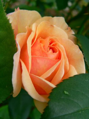 Apricot and Orange roses