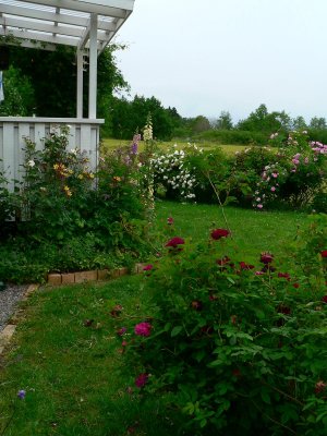 In the backyard of my garden