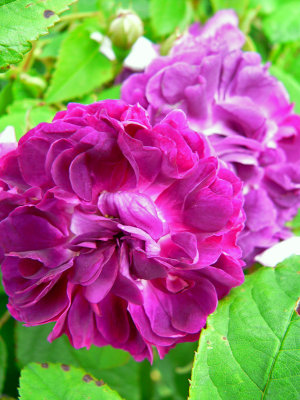 Purple and crimson roses