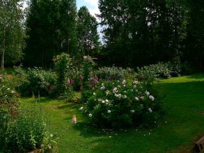 My backyard