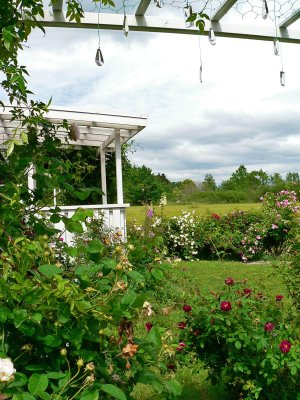 Entrance to my garden at the backside of my house
