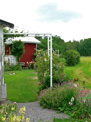My backyard