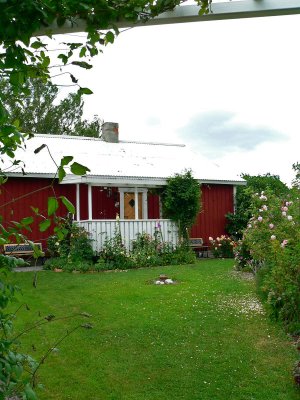 My backyard