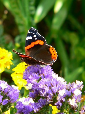 Impressions of a Red Admiral