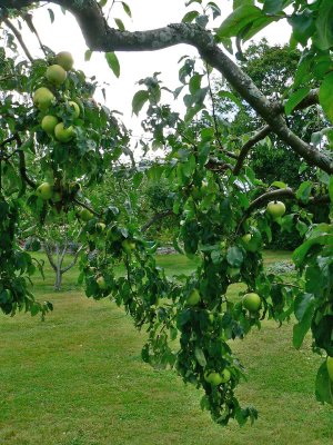 Appeltree