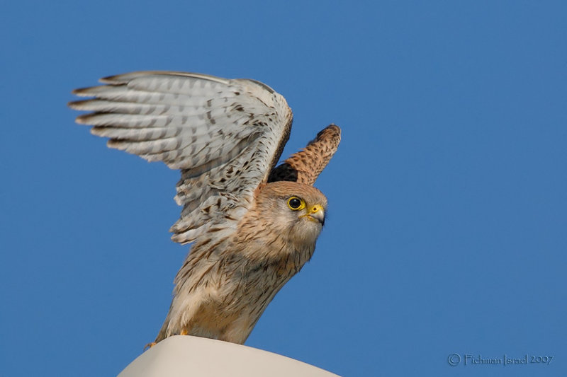 Common Kestrel.