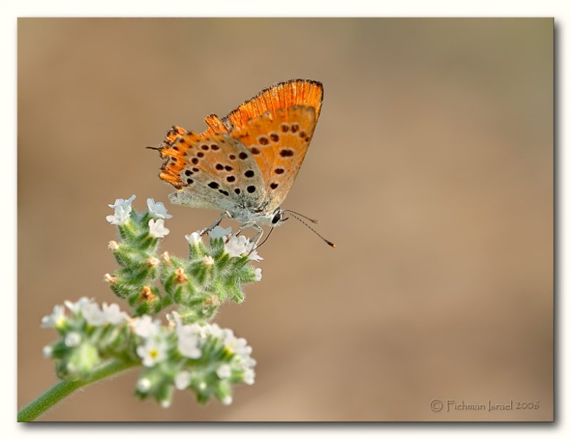 Lycaena thersamon omphale.