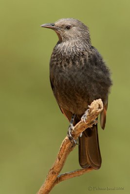 Tristram's Grackle. (female)