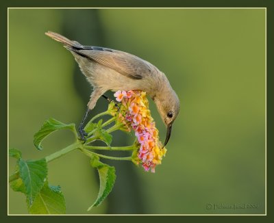 Palestine sunbird. (female)