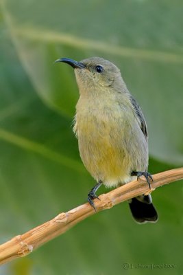 Palestine sunbird. (female)