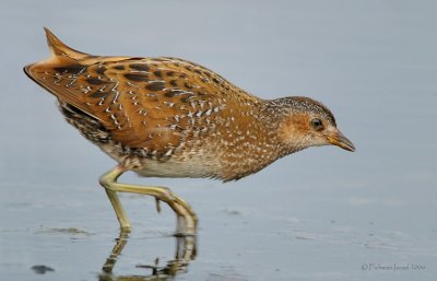 Spotted Crake.