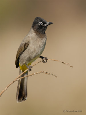 Yellow Vented Bulbul.