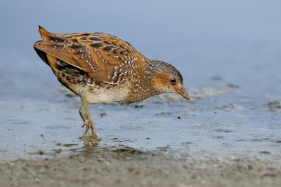 Spotted Crake.
