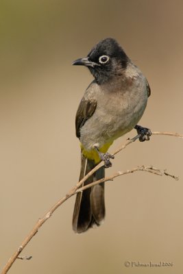 Yellow Vented Bulbul.