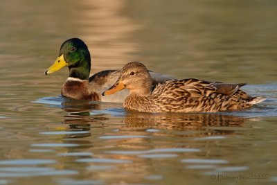 Couple Mallard.