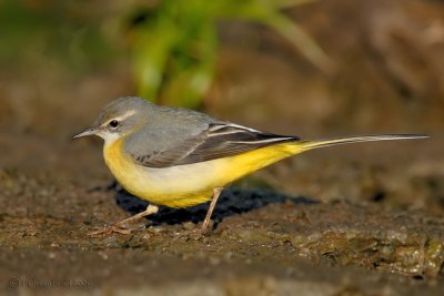 Yellow Wagtail.