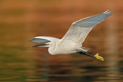 Little Egret.