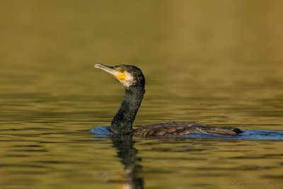 cormorant.