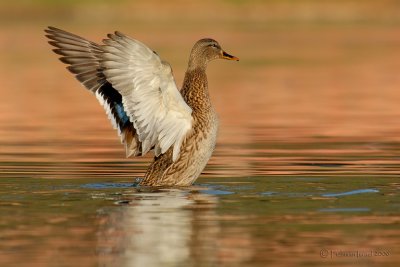 Mallard.(female)